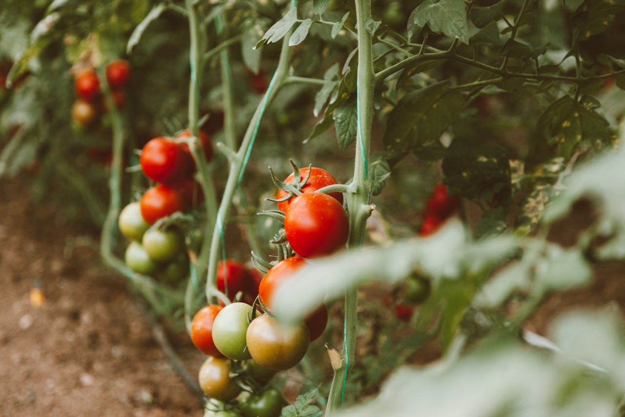 Cara-Cara Tanam Tomato Di Rumah