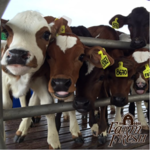 Khasiat Susu Kurma Farm Fresh Untuk Ibu Mengandung