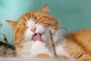 6 Fakta Menarik Tentang Kucing