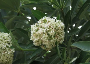 Daun Pulai Khasiat & Rawatan Bronkitis