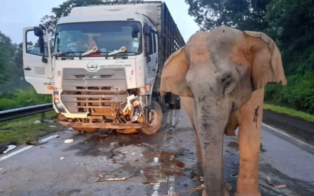 Ibu Gajah Menangis: Anak Maut Dilanggar Lori di Gerik-Jeli 2 Ibu Gajah Menangis 16