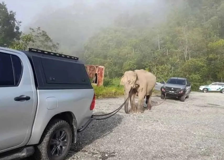 Ibu Gajah Menangis: Anak Maut Dilanggar Lori di Gerik-Jeli 5 Ibu Gajah Menangis 2
