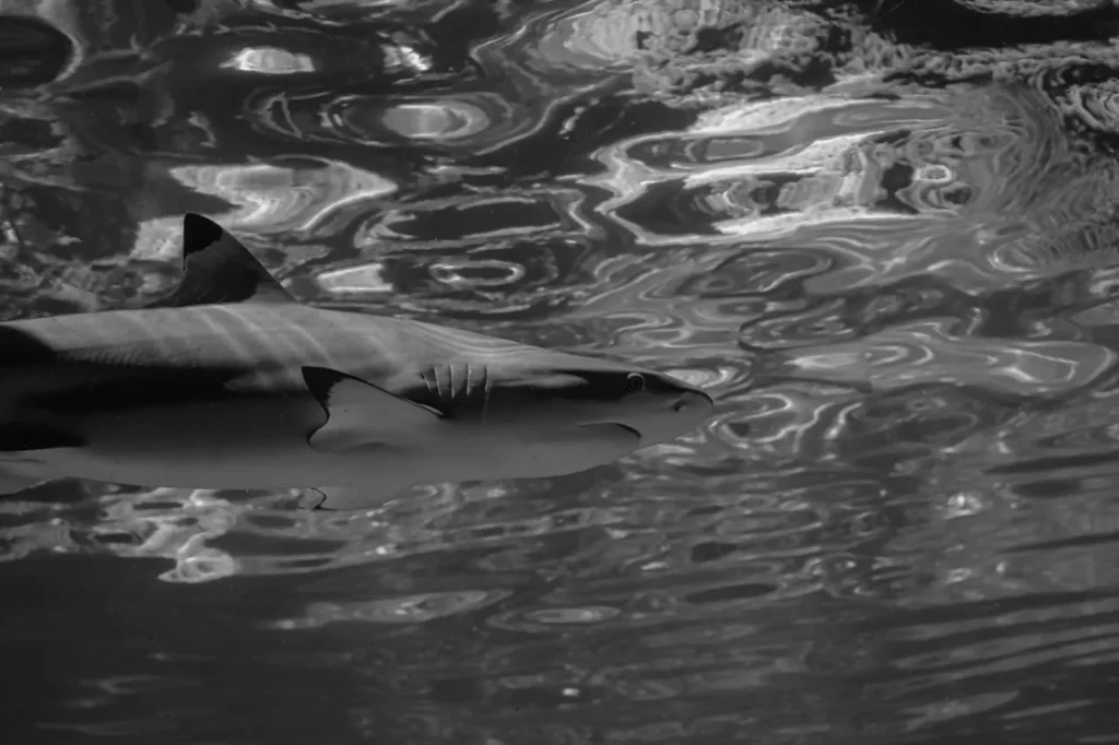 Kenali Jerung Sirip Hitam (Carcharhinus melanopterus) 20 Jerung Sirip Hitam 2