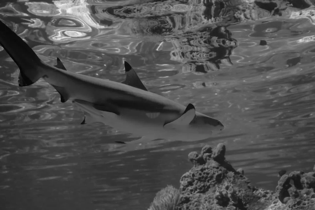 Kenali Jerung Sirip Hitam (Carcharhinus melanopterus) 7 Jerung Sirip Hitam 3