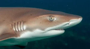 Kenali Jerung Sirip Hitam (Carcharhinus melanopterus)
